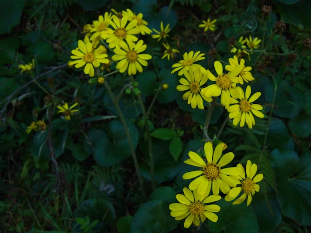 e0064291_2256549.jpg