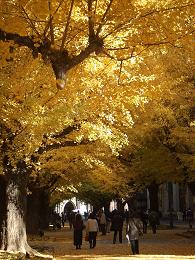 *☆+.　　銀杏＊ＧＩＮＫＯ　☆。＋*_d0030693_12555455.jpg