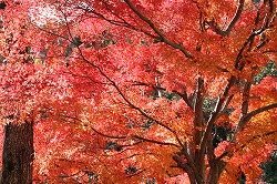 京都＆滋賀　紅葉の旅①_b0144194_2344431.jpg