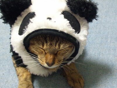 謎めいた 宿題 富豪 猫 パンダ 着ぐるみ Okonomibou Jp 謎めいた 宿題 富豪 猫 パンダ 着ぐるみ Okonomibou Jp
