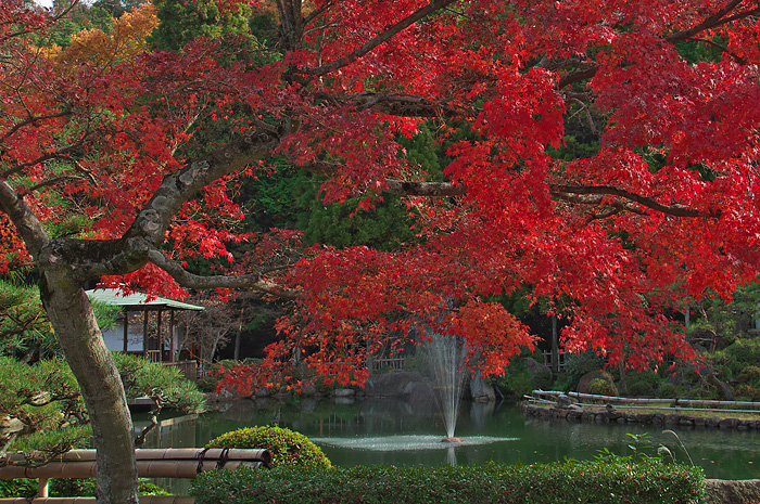 最後の紅葉_e0086212_0434532.jpg