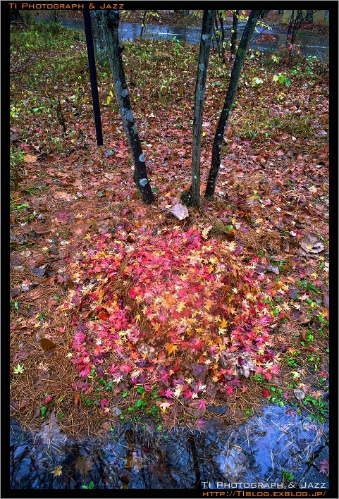 雨の紅葉 in 軽井沢 Part 3 by DP1 & DP2x_b0134013_23384178.jpg