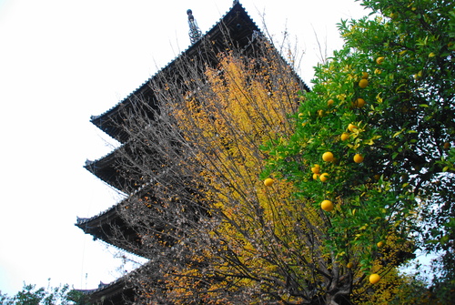 京便り_c0116714_1658314.jpg