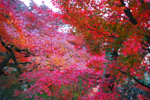 京便り_c0116714_17101917.jpg