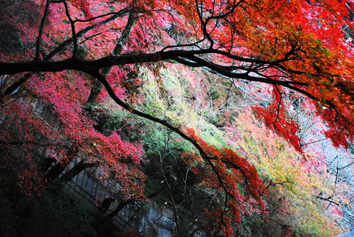 京便り_c0116714_17174897.jpg