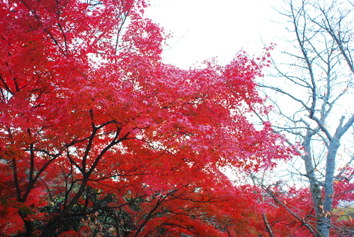 京便り_c0116714_1785164.jpg