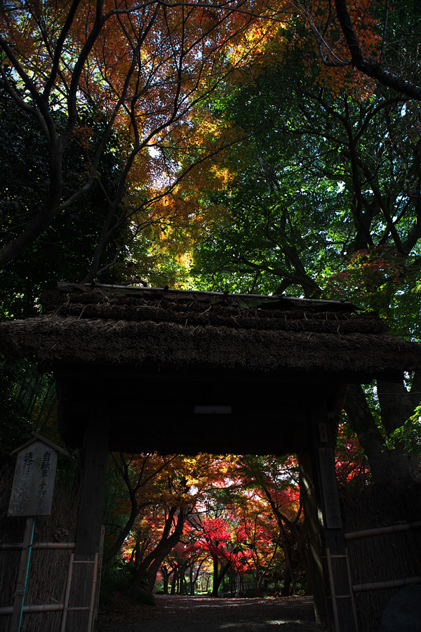 赤坂お茶屋敷跡の紅葉2011（大垣市赤坂町） _c0115616_2050398.jpg