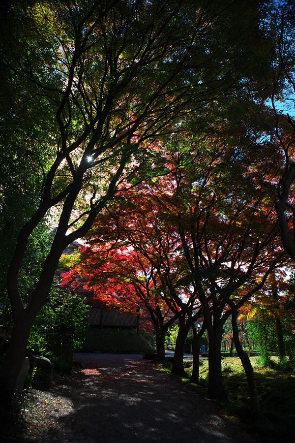 赤坂お茶屋敷跡の紅葉2011（大垣市赤坂町） _c0115616_20504464.jpg