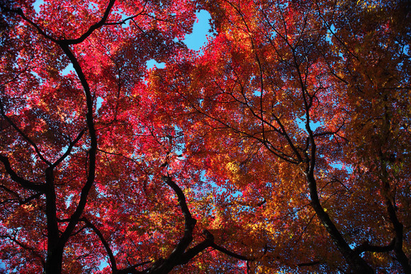 赤坂お茶屋敷跡の紅葉2011（大垣市赤坂町） _c0115616_20505190.jpg