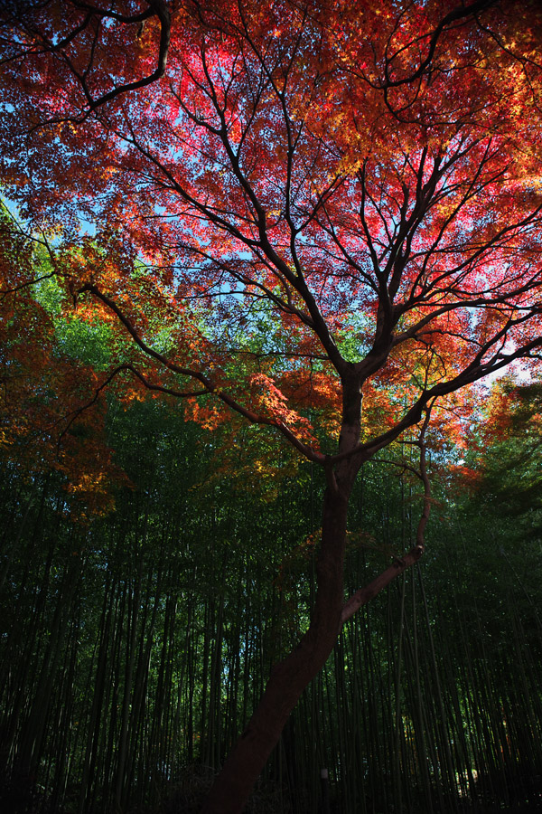 赤坂お茶屋敷跡の紅葉2011（大垣市赤坂町） _c0115616_20505854.jpg