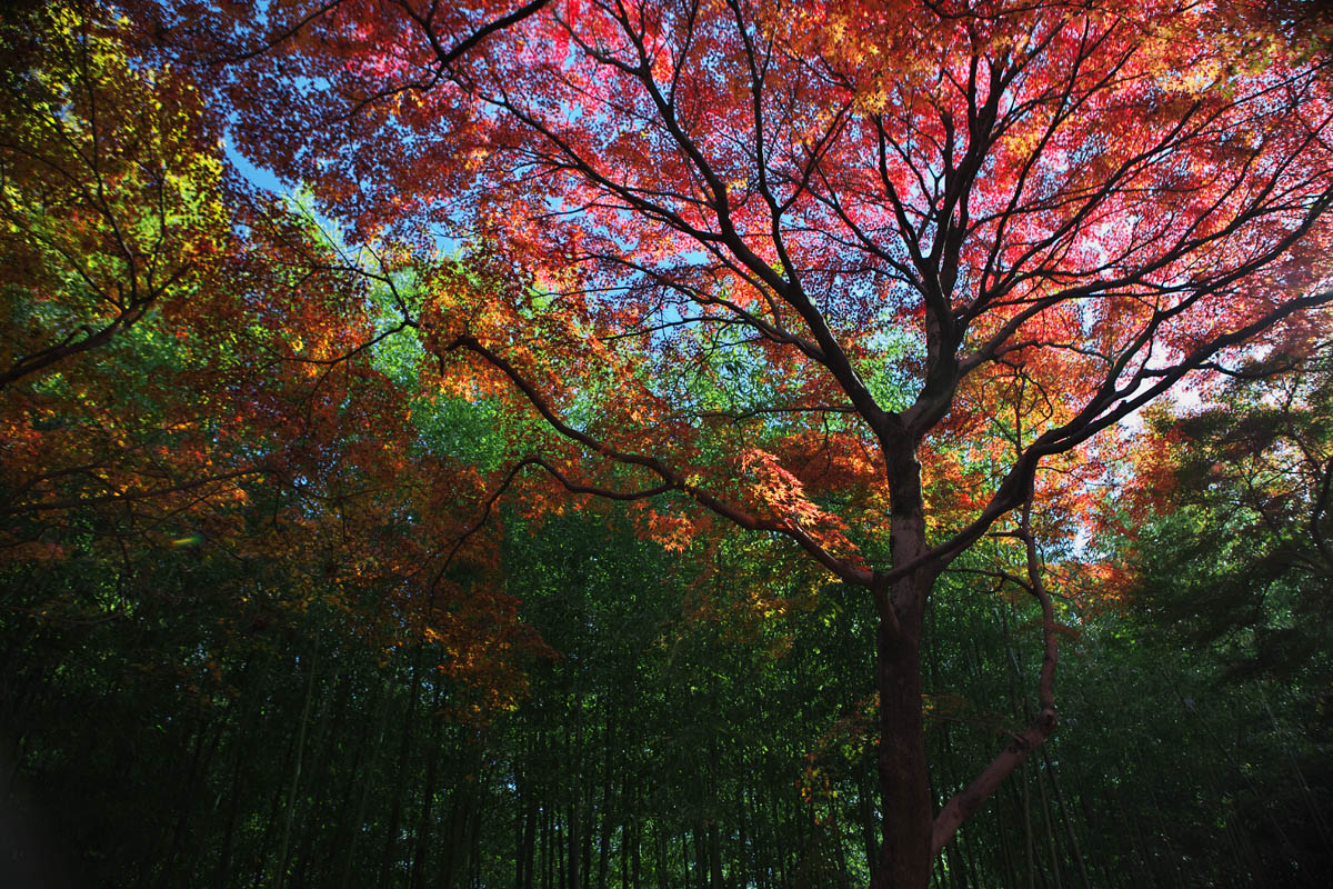 赤坂お茶屋敷跡の紅葉2011（大垣市赤坂町） _c0115616_2051256.jpg