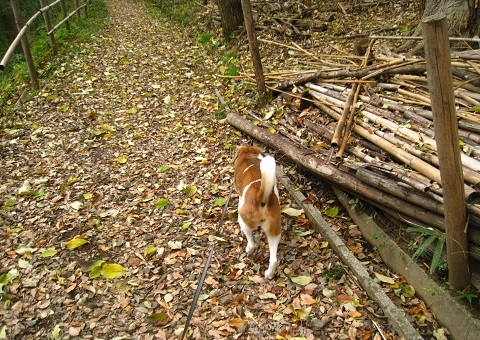 c0084117_20233014.jpg