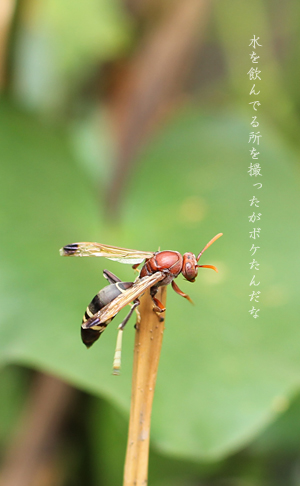 d0042827_0561016.jpg