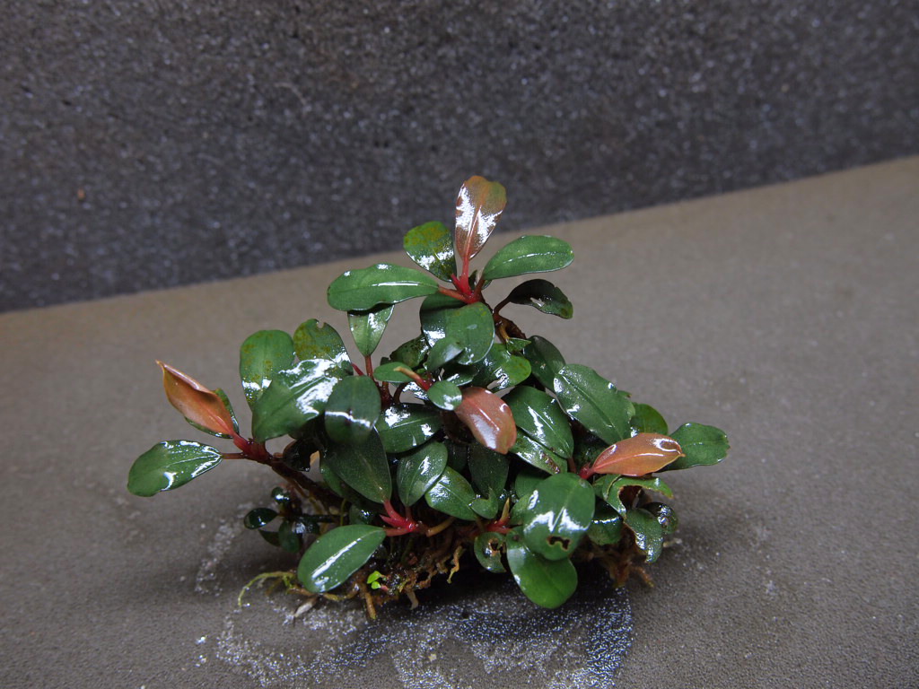 【TB便】Bucephalandra sp. 水上育成株　大株二股 TB便】Bucephalandra sp. 水上育成株 大株二股 （TB便