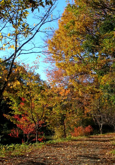 新治市民の森の紅葉_e0021129_0162591.jpg