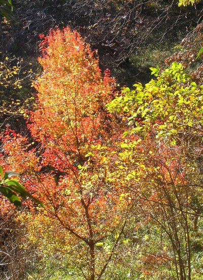 新治市民の森の紅葉_e0021129_0191568.jpg