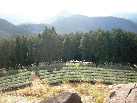 「龍泉洞の緑茶」の思ひ出_b0206037_185481.jpg