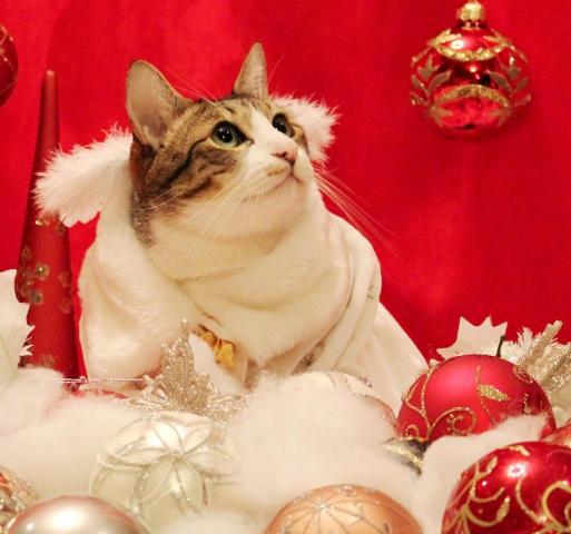 Yahoo!ペット第4回「クリスマスコスプレ」フォトコンテストエントリー猫 ぽー編。_a0143140_239098.jpg