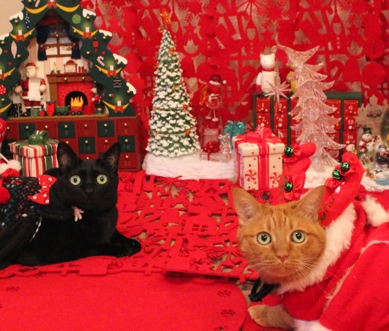 Yahoo!ペット第4回「クリスマスコスプレ」フォトコンテストエントリー猫 ぽー編。_a0143140_2393427.jpg