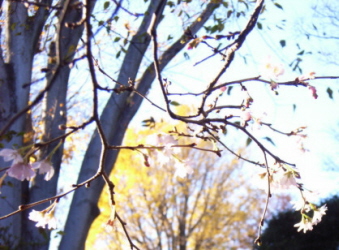 c0205840_1585532.jpg