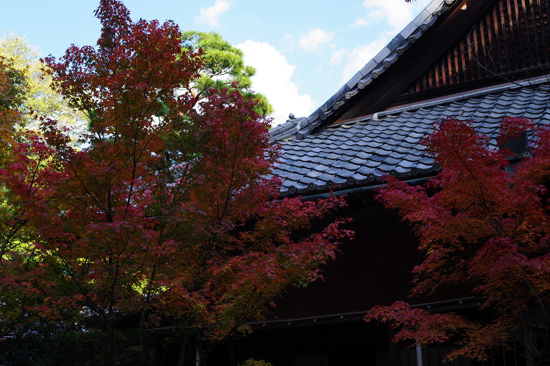 紅葉　～高桐院～_f0152550_21292721.jpg