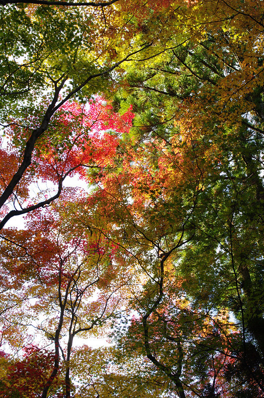 紅葉　～高桐院～_f0152550_2262994.jpg