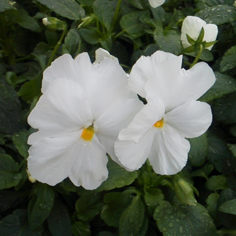 すべての美しい花の画像 ベスト冬 白い 花