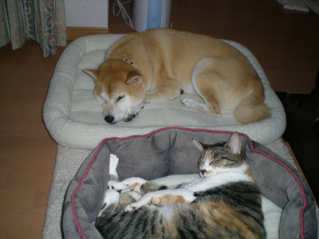 2011年12月7日(水)肉食系ママご飯!_f0060461_1975084.jpg
