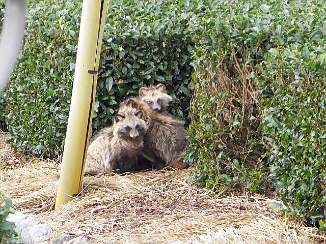 静岡の友人から！_d0033665_4562167.jpg