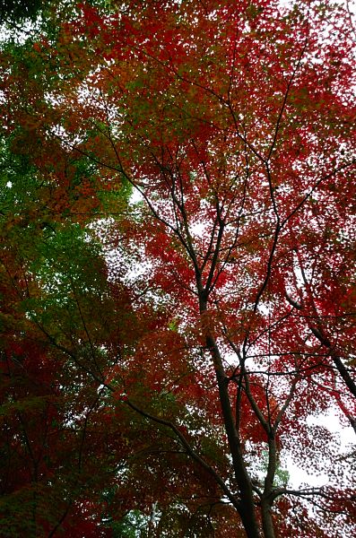 清水山　紅葉2_b0170969_21583573.jpg