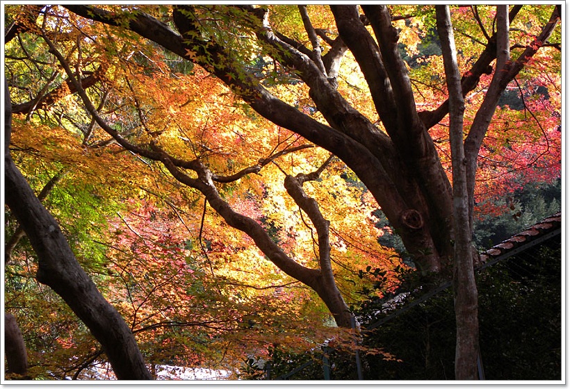 京都・晩秋の紅葉1　南禅寺〜法然院・哲学の道_c0005973_1294942.jpg