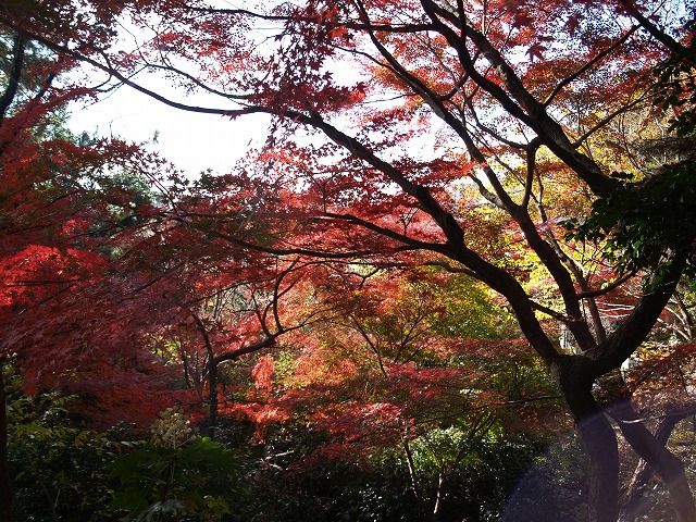 『梅林公園の紅葉風景』_d0054276_2014965.jpg