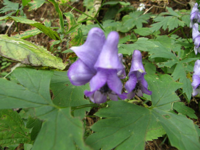 e0232277_179195.jpg
