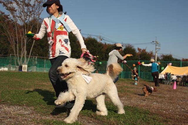 わんわん大運動会レポ（５）＜ピヨコちゃんリレー（２）＞_f0230380_18321418.jpg