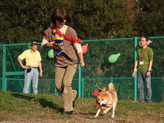 わんわん大運動会レポ（５）＜ピヨコちゃんリレー（２）＞_f0230380_18542589.jpg