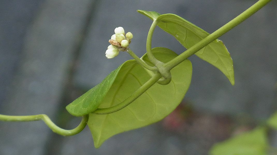 a0152692_1743387.jpg