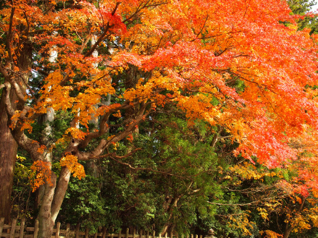 紅葉旅　－　高野山大門＆宿坊_b0203596_1610918.jpg