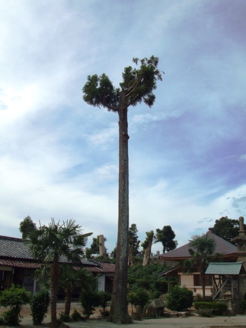 c0062603_1574583.jpg