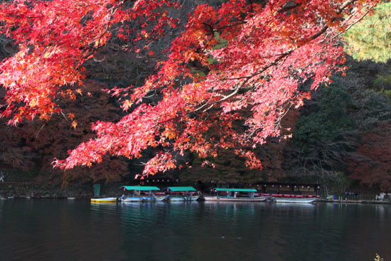 嵐山亀山公園 紅葉終盤_e0048413_195127100.jpg