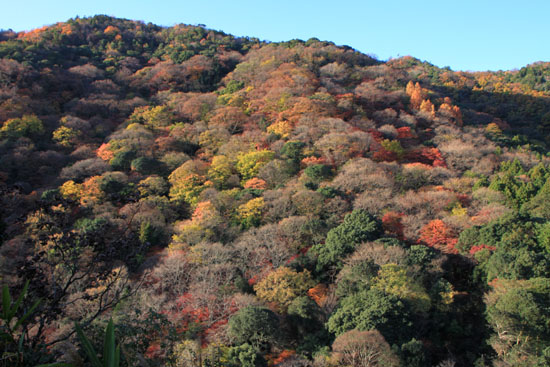嵐山亀山公園 紅葉終盤_e0048413_19523948.jpg