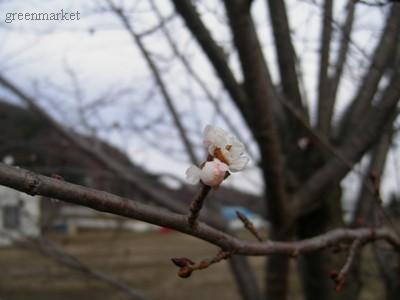 冬の桜_e0255117_1614237.jpg