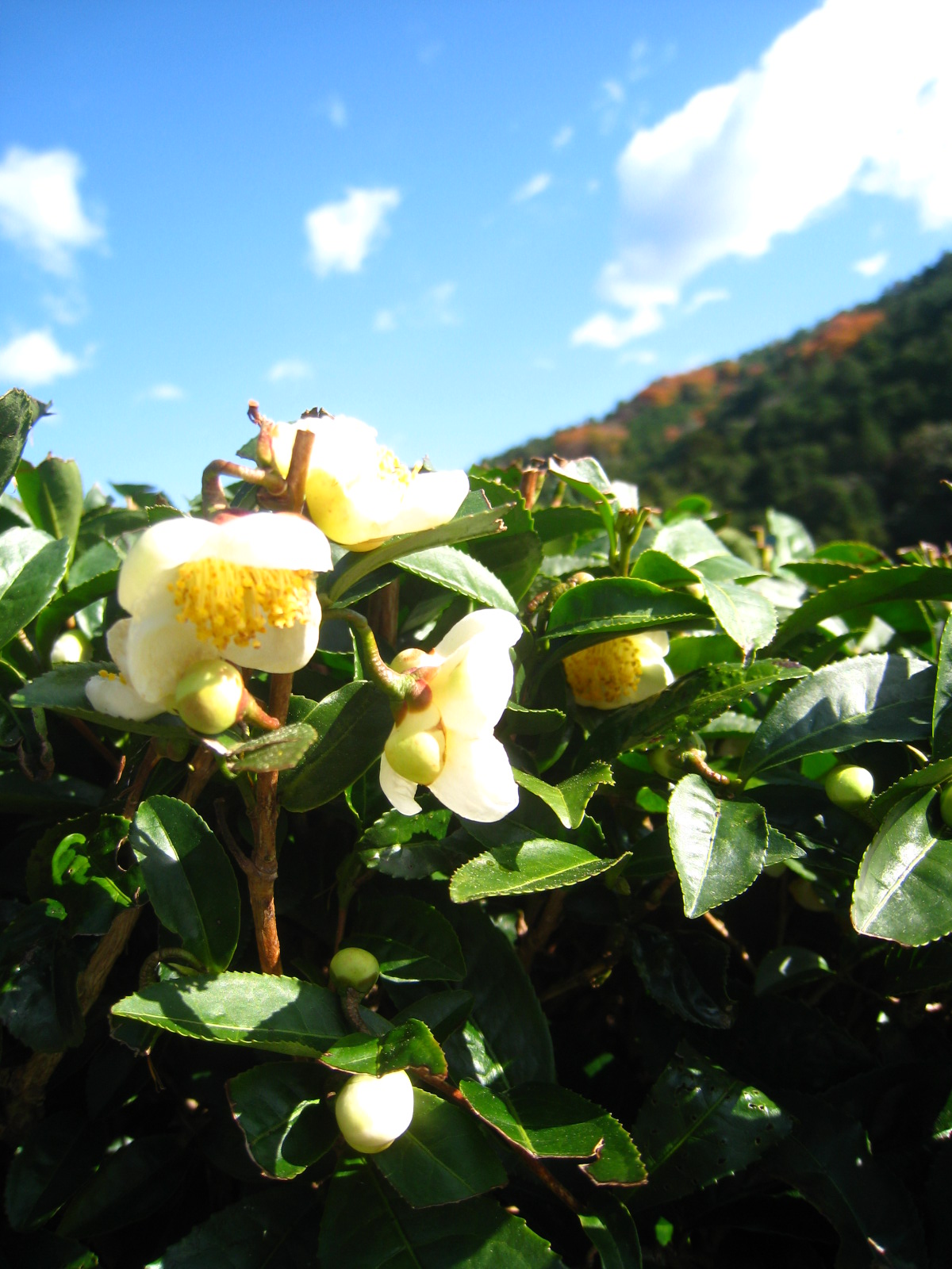 岡崎市宮崎のお茶_b0220318_3303859.jpg