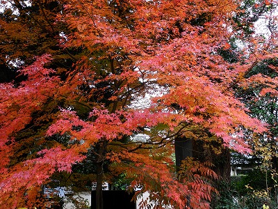 松虫寺付近の紅葉_d0070920_1151341.jpg