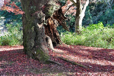 松虫寺付近の紅葉_d0070920_1873569.jpg