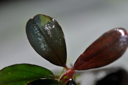 Bucephalandra sp. Kapuas3 #1_e0255124_18361910.jpg