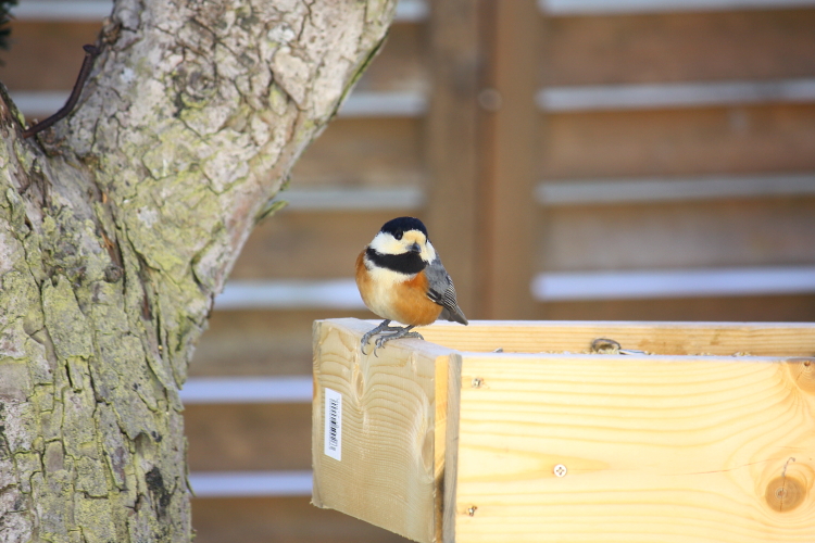かわいいヤマガラ 12月8日_f0113639_18471268.jpg