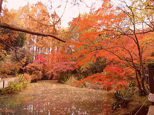 緑地の紅葉。_f0094843_19121657.jpg