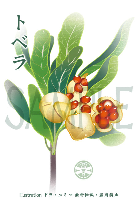 トベラの実イラスト2 ドラ ユミコのイラスト料理店