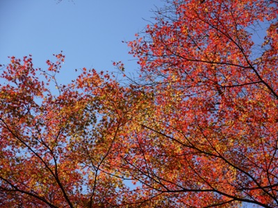 e0100046_21432176.jpg