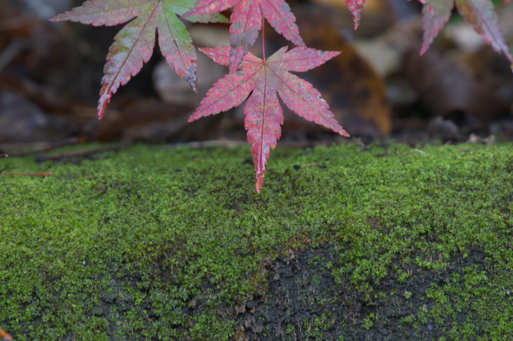 雨上がりの紅葉のつづき~♪_f0169051_1465917.jpg